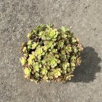 Aeónium (Aeonium haworthii) ´KIWI´ - výška 30-40 cm, Ø 40-50 cm, kont. C15L